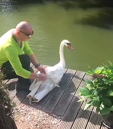 roland-releasing-swan