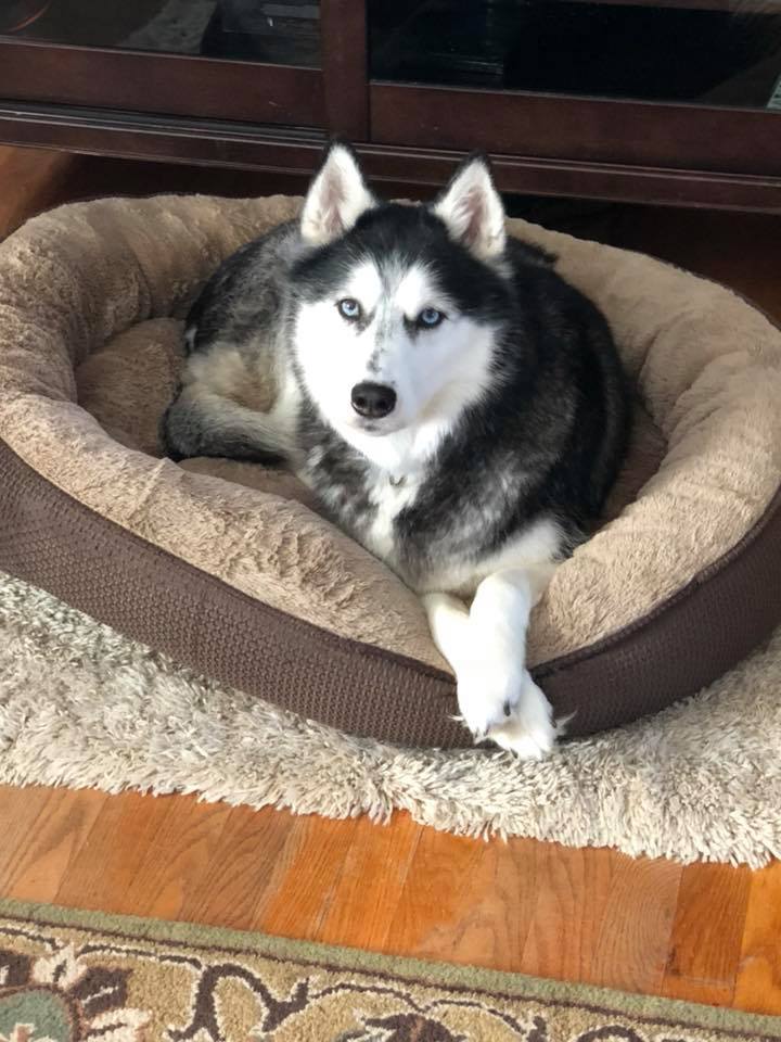 sierra-husky-cancer