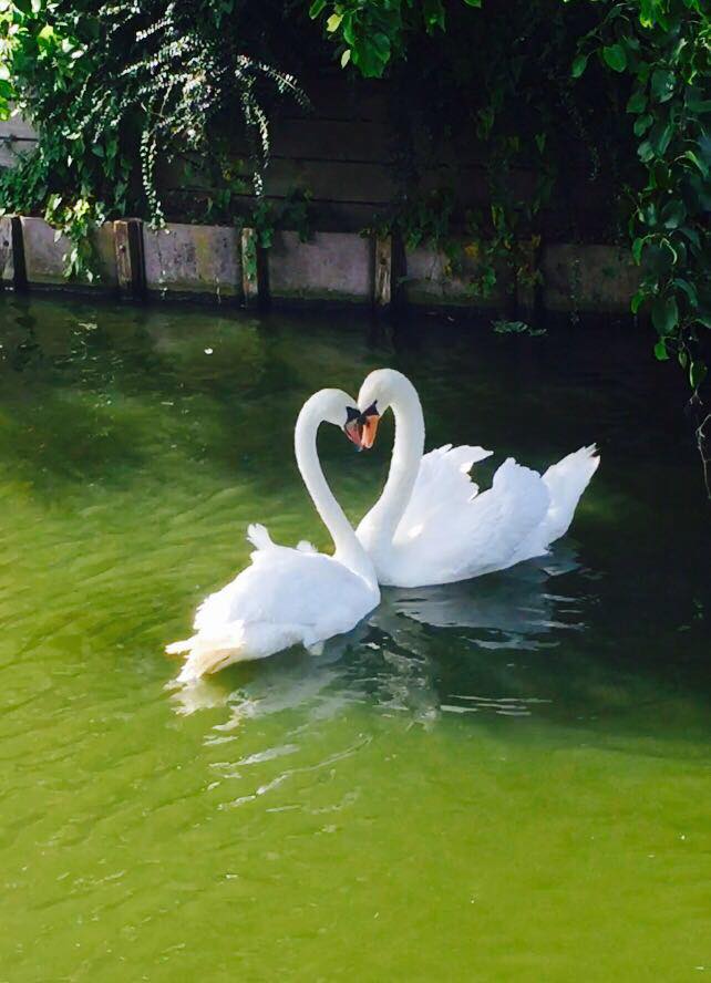 swan-heart