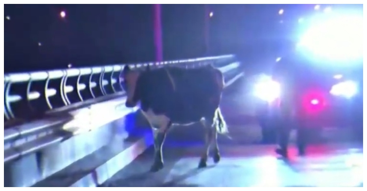 brianna cow escape