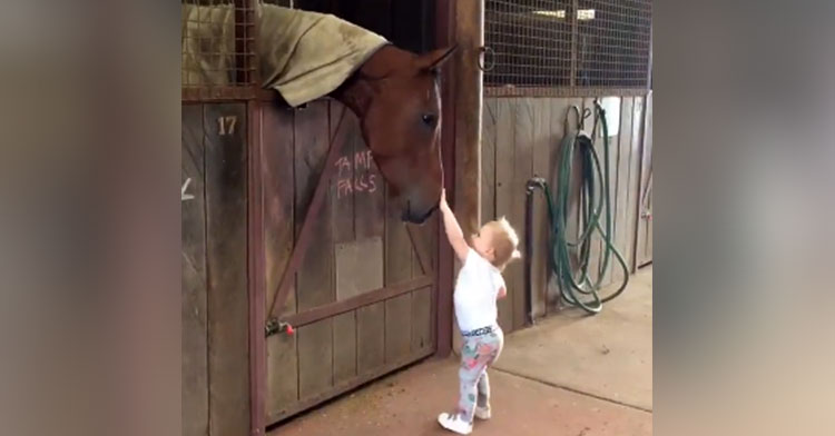 coco horse barn