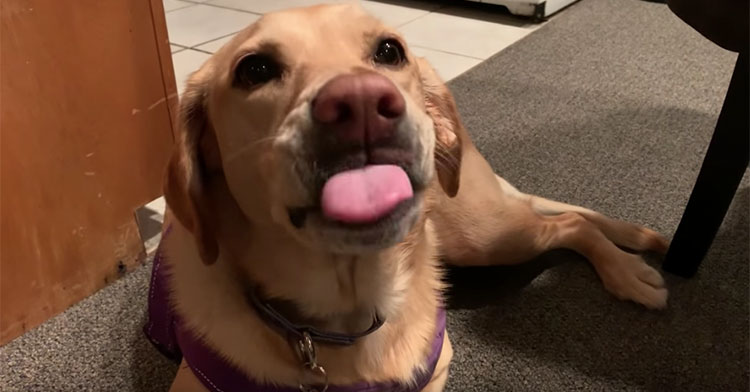 Labrador sales favorite food
