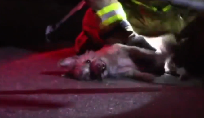 firefighter performs cpr on dicky