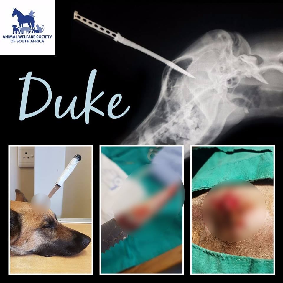 duke's knife wound