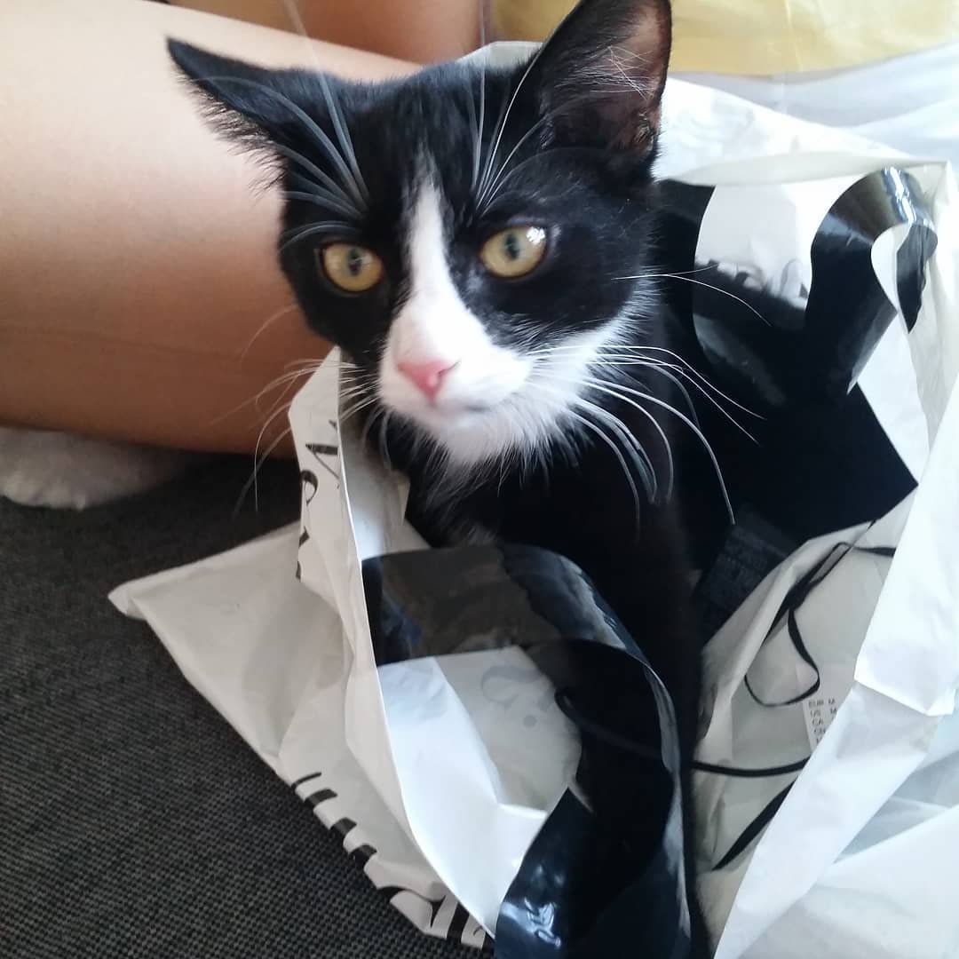 elli as a tuxedo