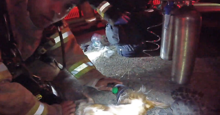 firefighter dog rescue