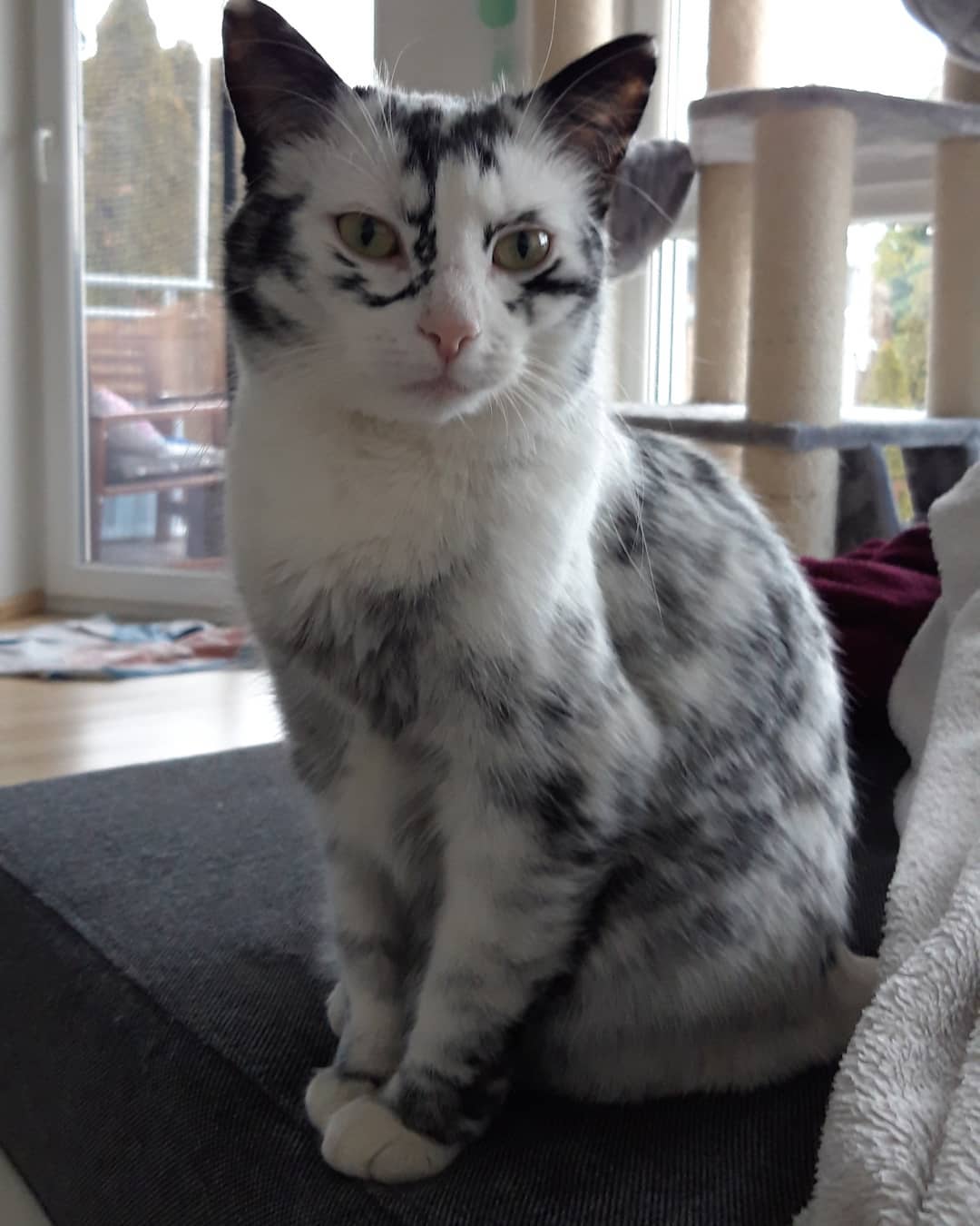 Cat With Vitiligo Completely Transforms After Several Months. -InspireMore