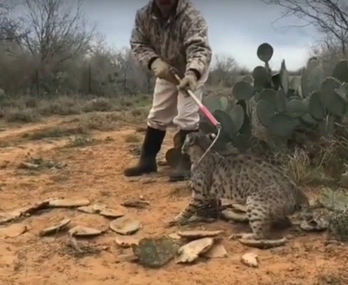 Man Rescues Bobcat After Its Foot Gets Stuck In Trap Inspiremore
