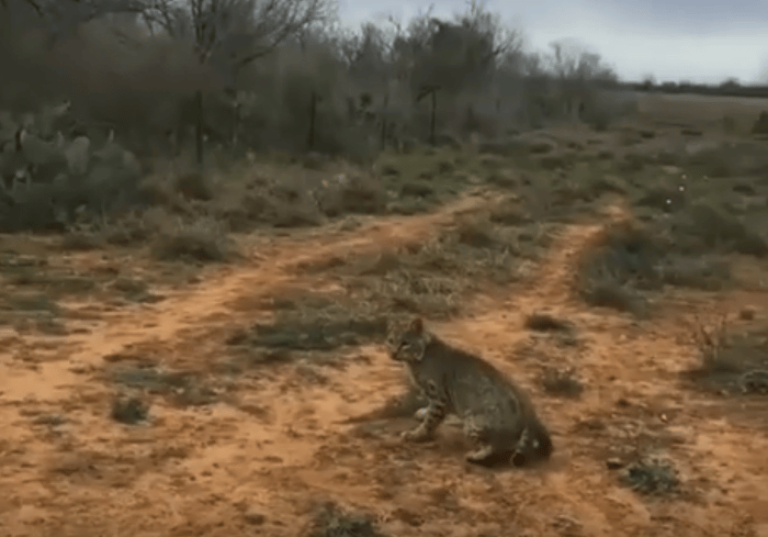 Man Rescues Bobcat After Its Foot Gets Stuck In Trap. -InspireMore