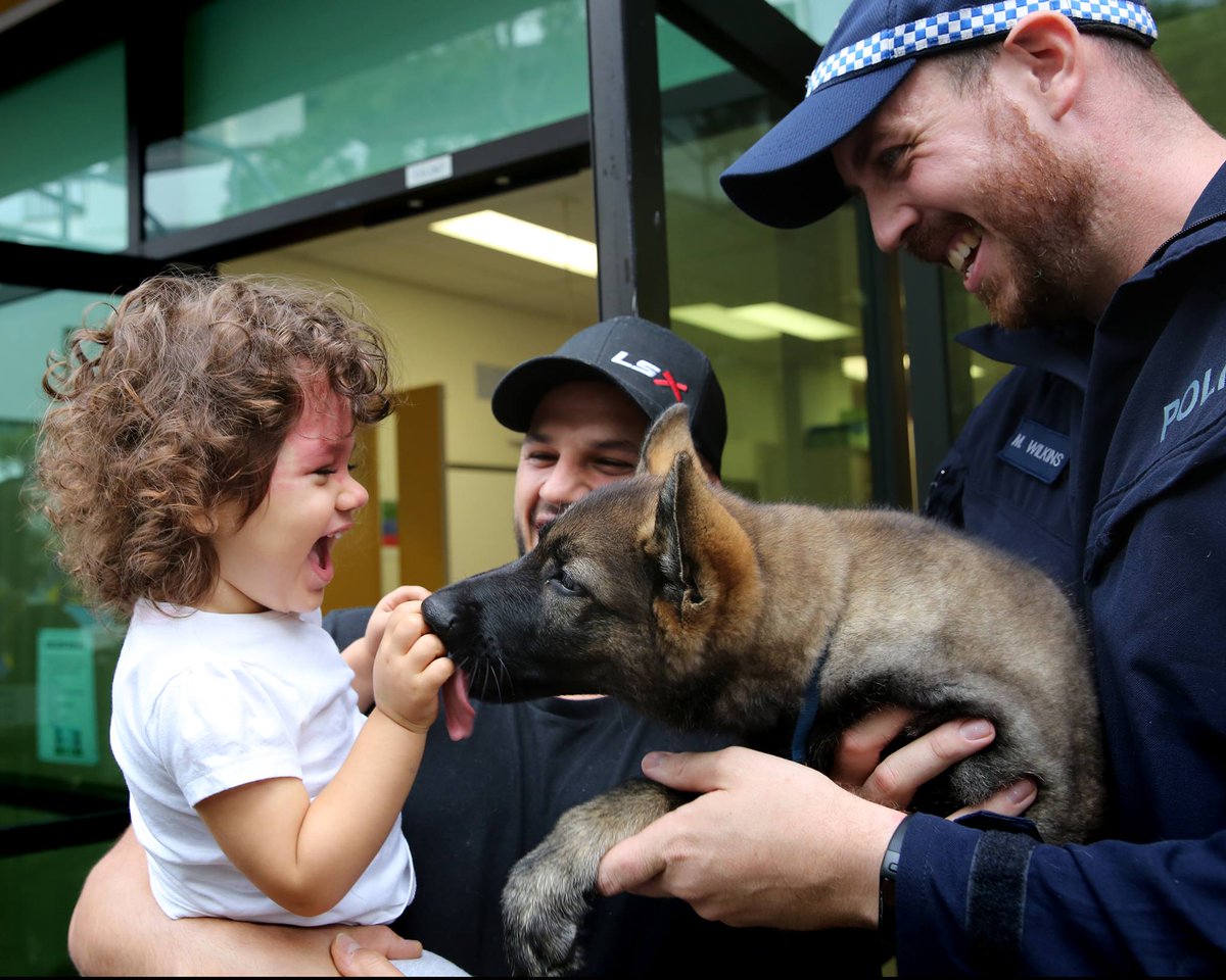 police dog puppies