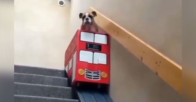 dog on stair lift