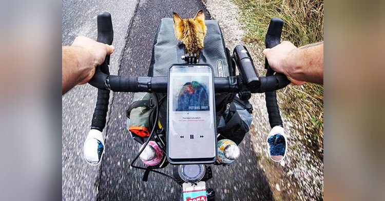 biker cat