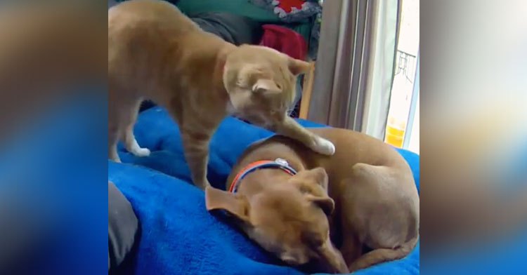 cat comforts dog