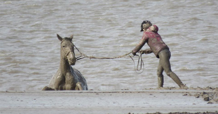 horse in mud
