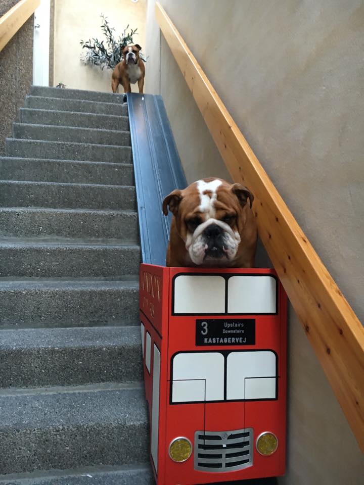 Dog hoist for clearance stairs