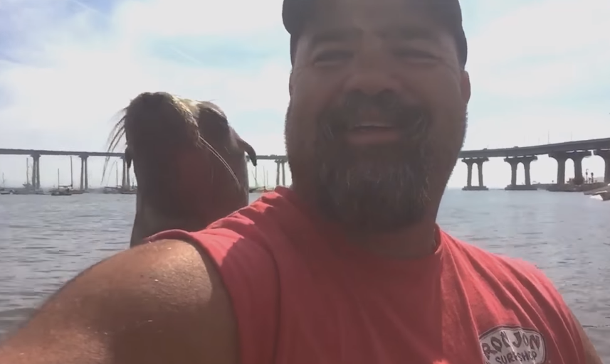 sea lion befriends man