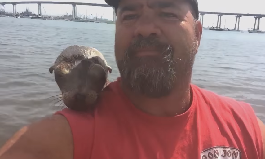 sea lion befriends man