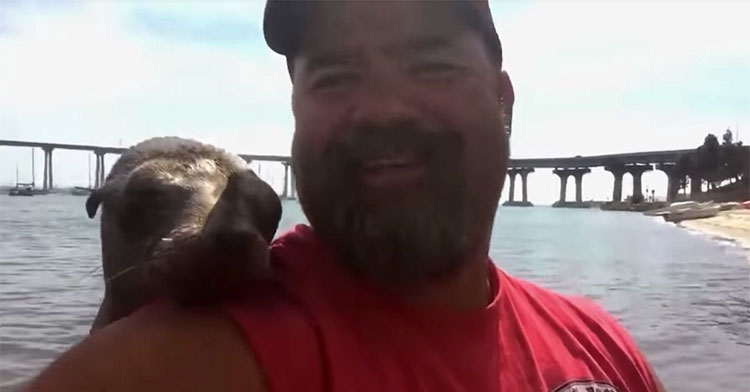 sea lion cuddle