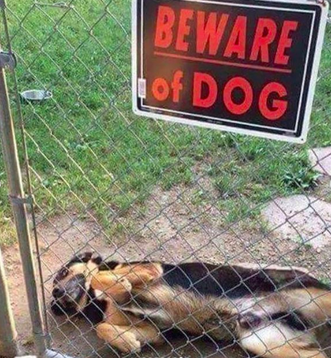 beware dog belly rub