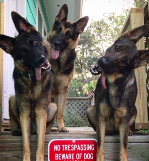 beware dog shepherds