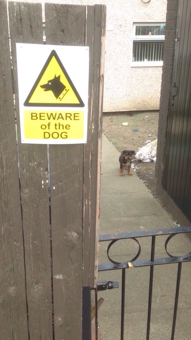 beware cute dogs