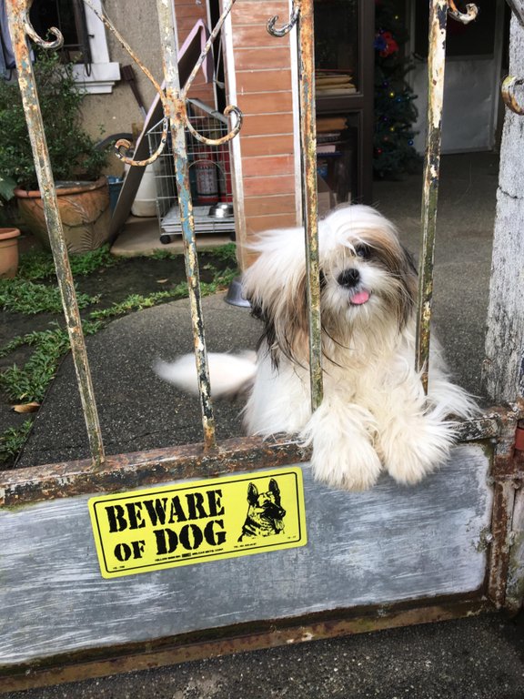 beware cute dogs