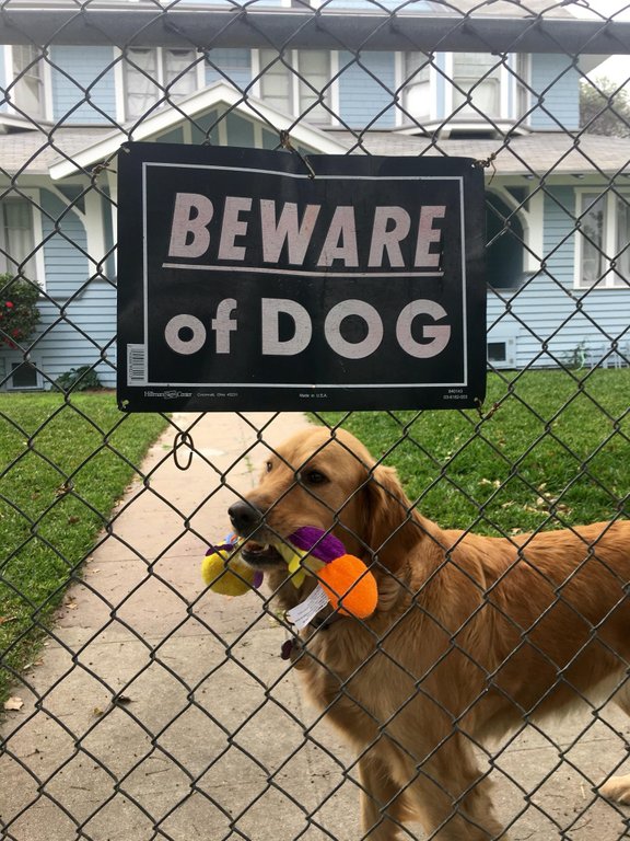 beware cute dogs