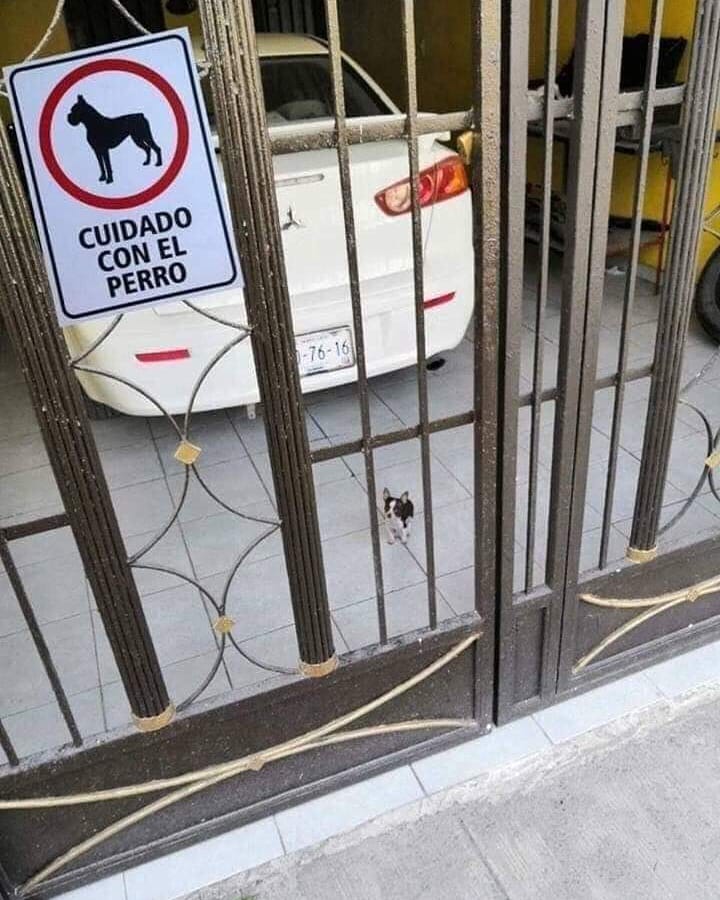 beware cute dogs