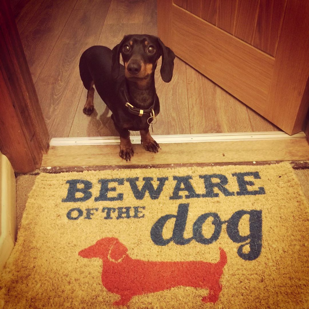 beware cute dogs