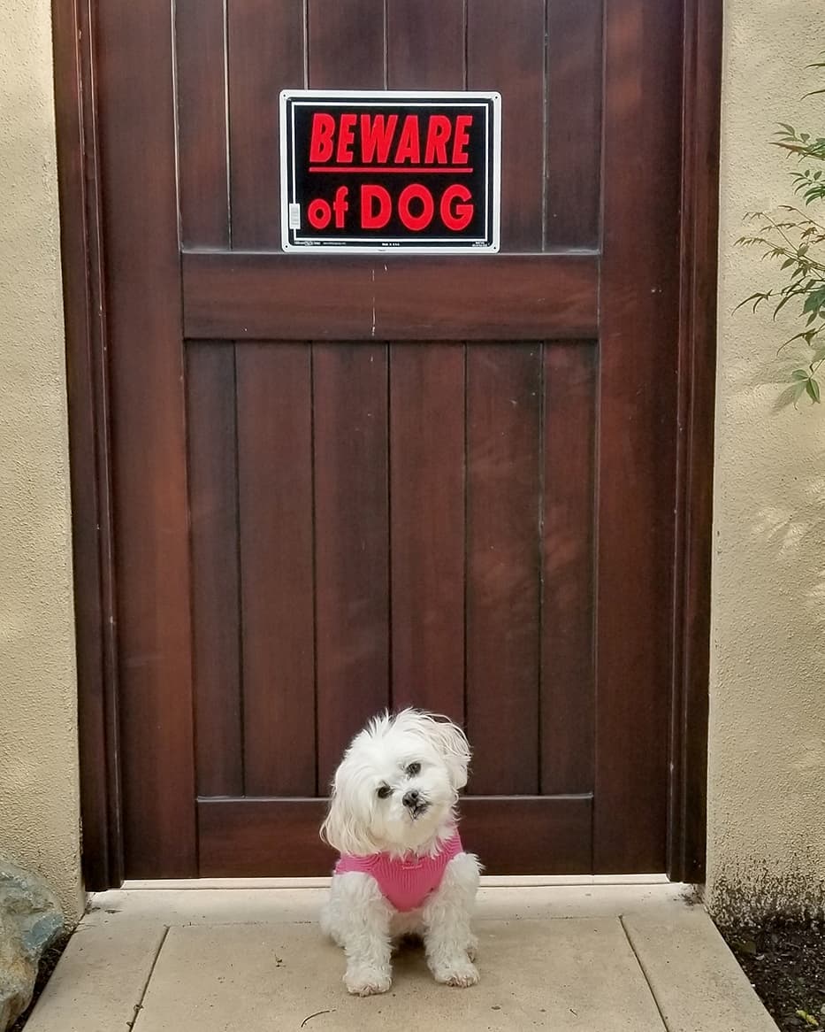 beware cute dogs