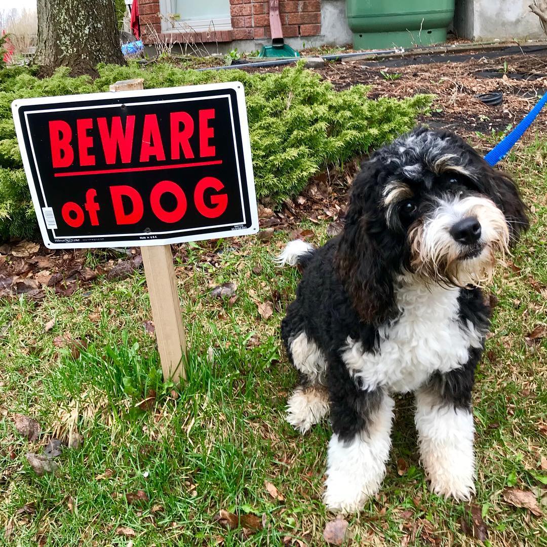 beware cute dogs