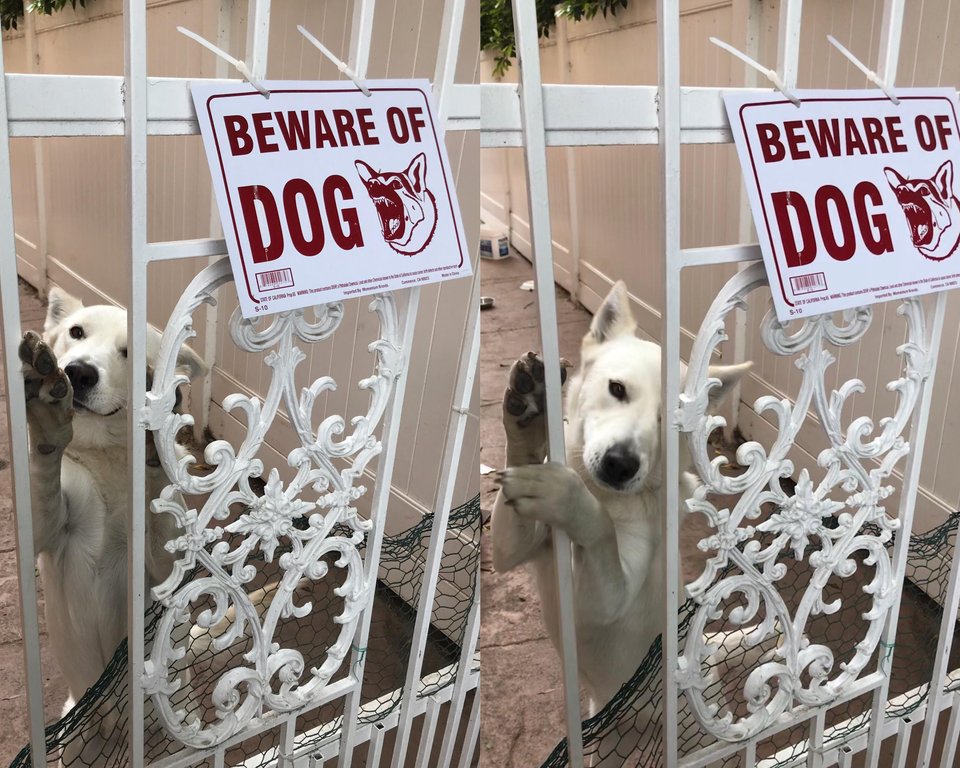 beware cute dogs