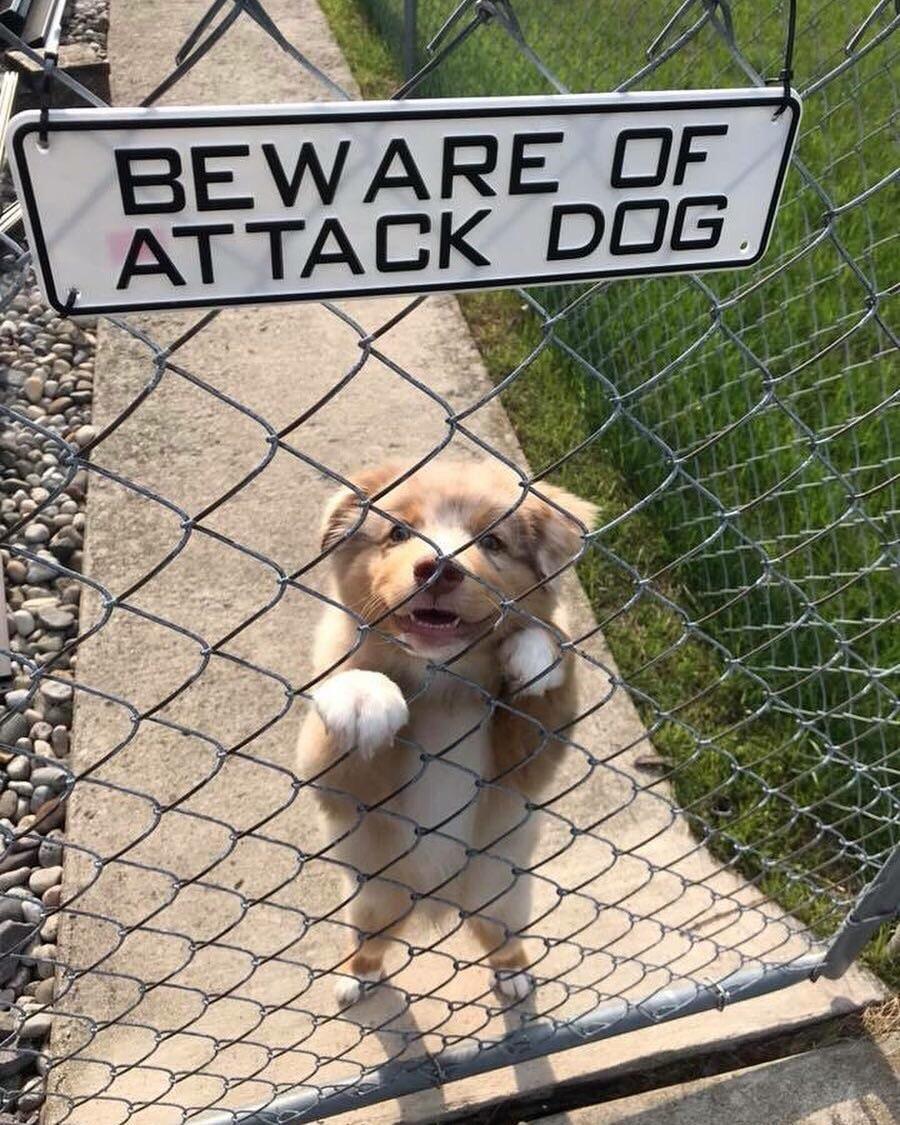 beware cute dogs