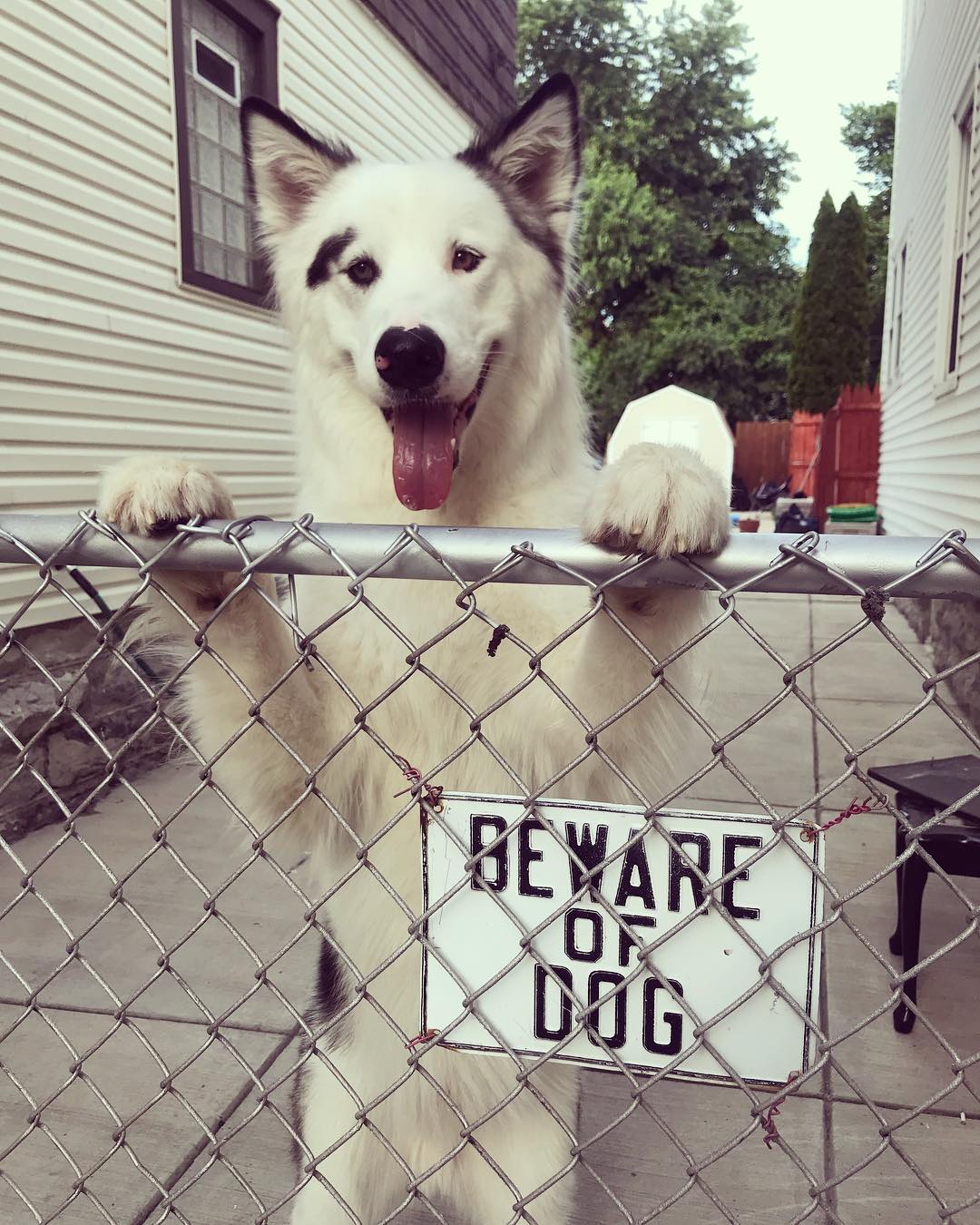 beware cute dogs