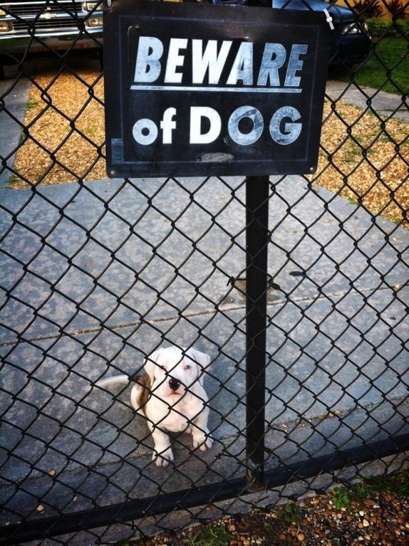 beware cute dogs