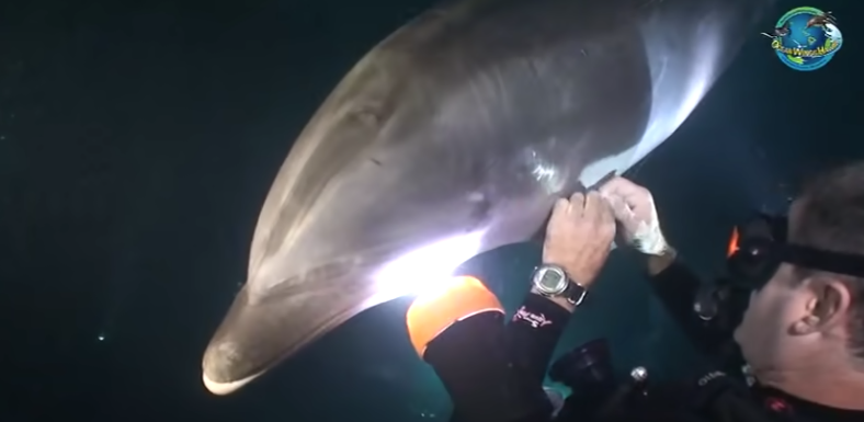 bottlenose dolphin rescue