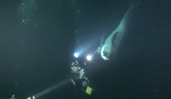 bottlenose dolphin rescue