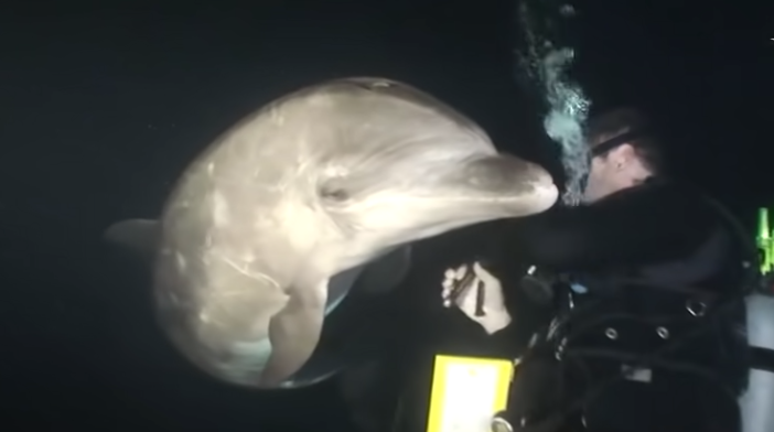 bottlenose dolphin rescue