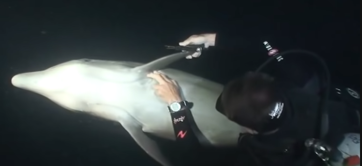 bottlenose dolphin rescue