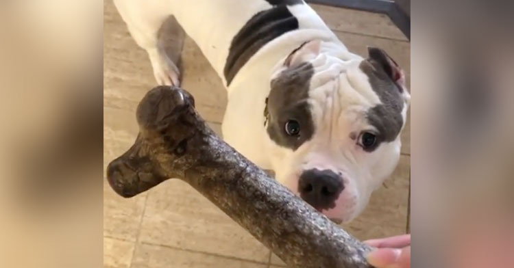 brutus gets treat