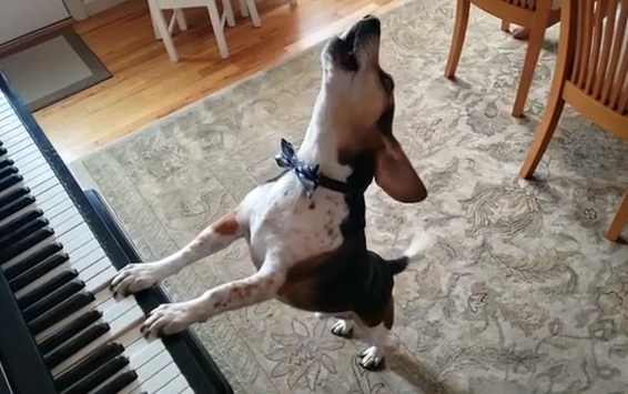 buddy mercury piano