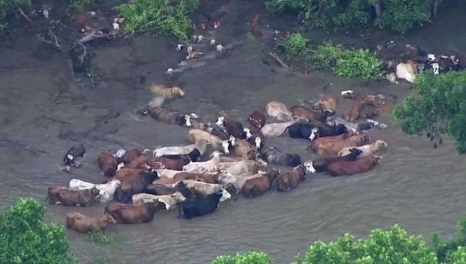cattle oklahoma flood
