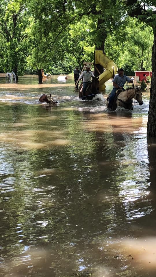 cattle rescue oklahoma flood