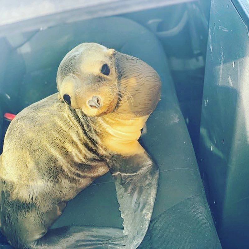 cop rescues baby sea lion