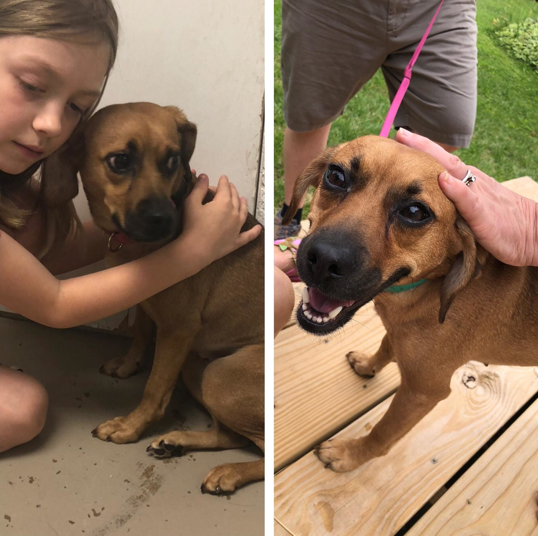 dog rescue before and after
