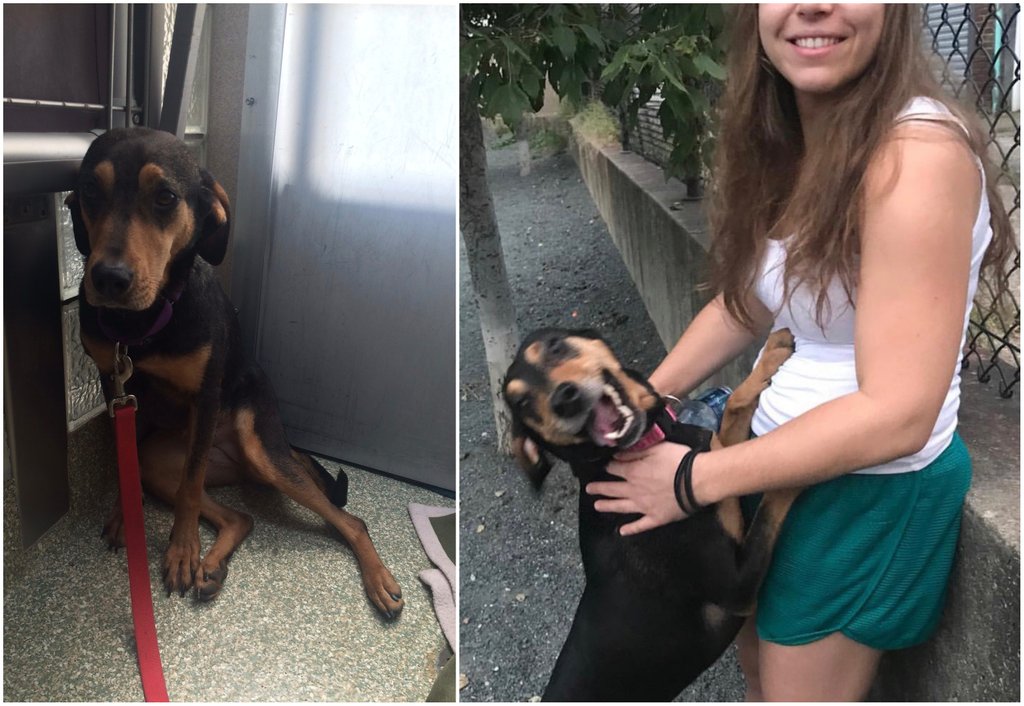 dogs before after adoption
