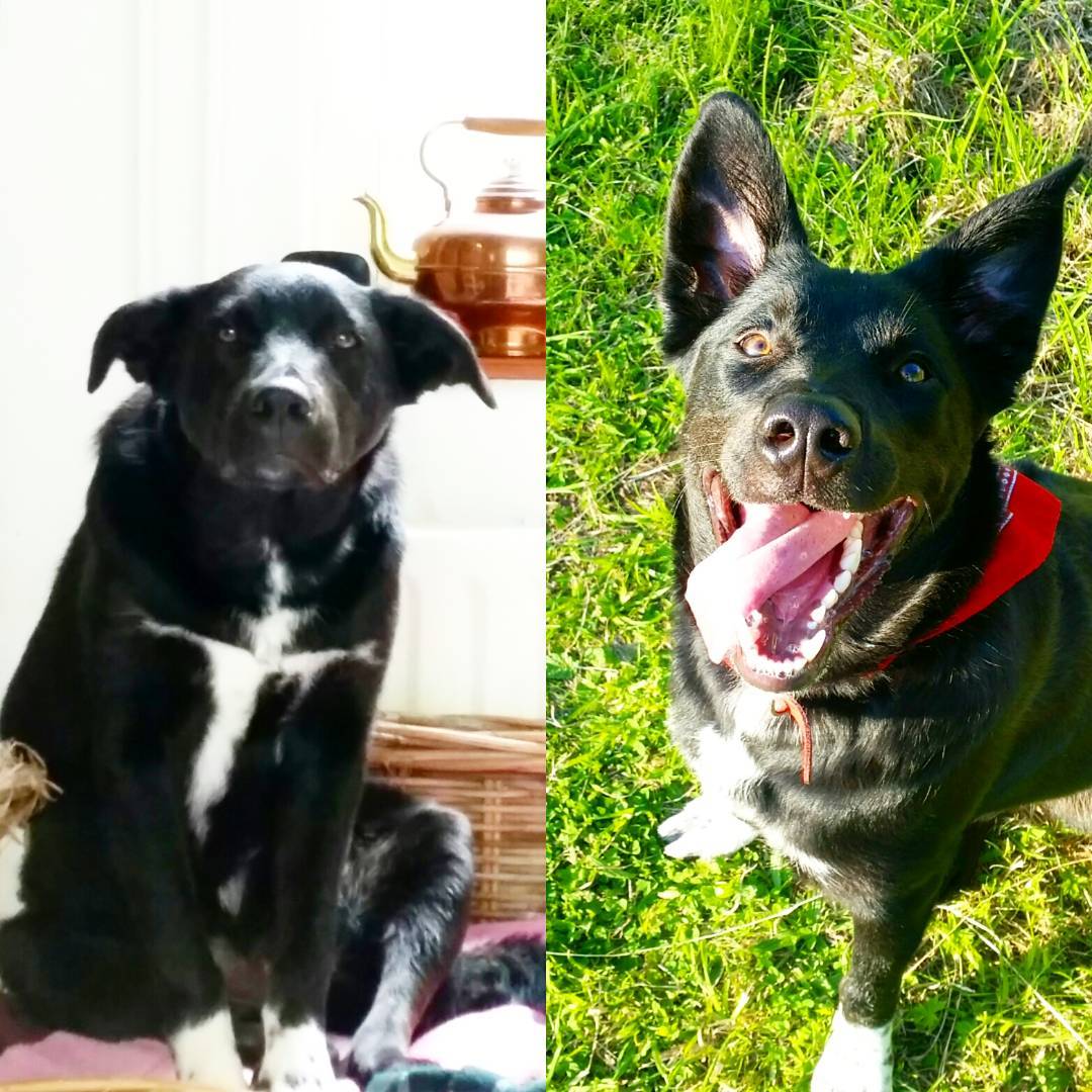 24 Shelter Dogs Before And After Getting Forever Homes - InspireMore