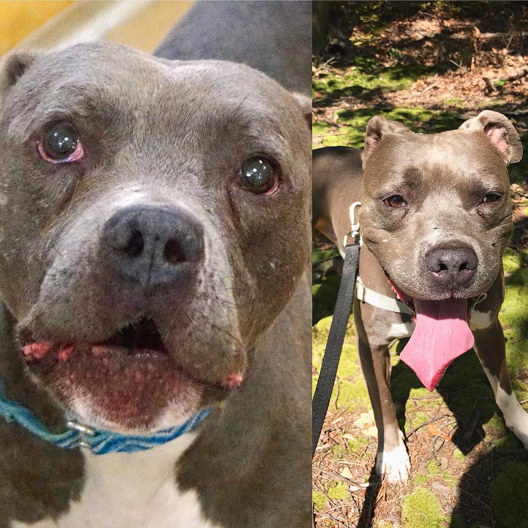dogs before after adoption