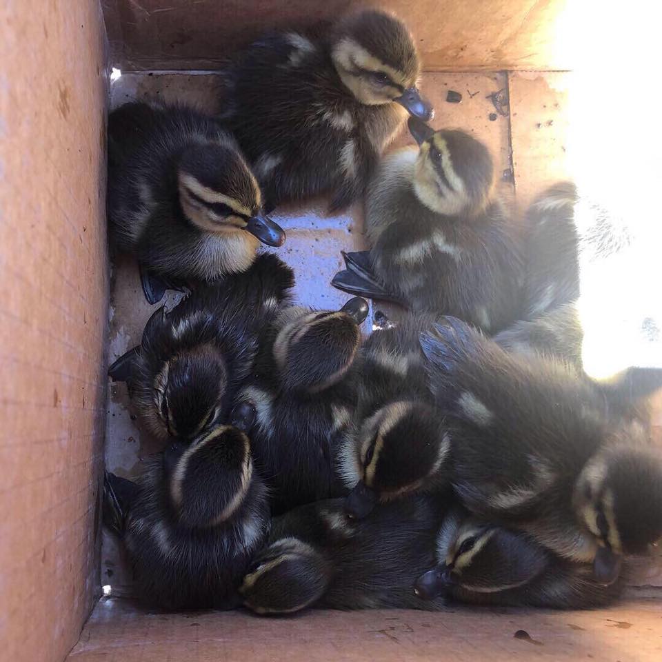 rescued ducklings