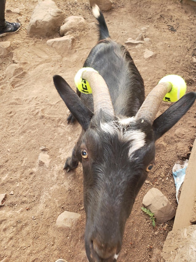 naughty goat tennis balls